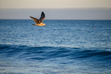 seagull in flight