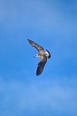 osprey in flight