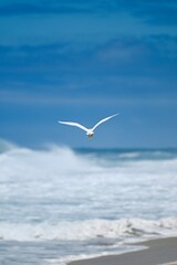 seagull in flight