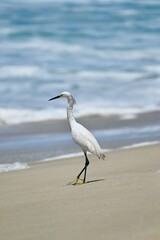 heron on beach