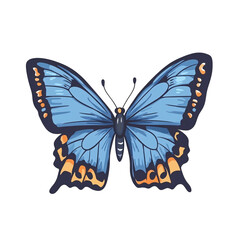 a blue and orange butterfly