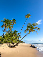 palm tree on the beach