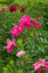 nice peonies in the garden