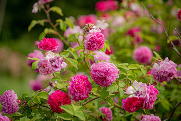 nice roses in the garden