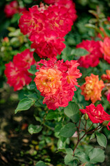 nice  roses in the garden