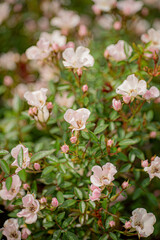Fototapeta premium nice roses in the garden