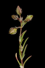 Red Sandspurry (Spergularia rubra). Budding Shoot