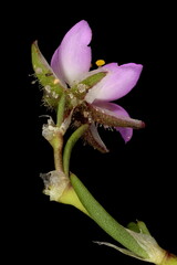 Red Sandspurry (Spergularia rubra). Flower Closeup