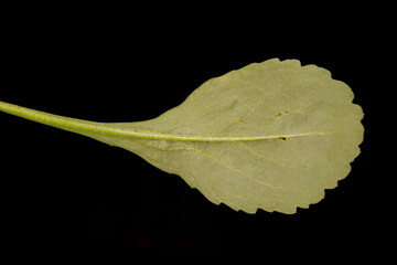 Max Chrysanthemum (Leucanthemum maximum). Basal Leaf Closeup