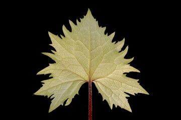 Narrow-Headed Leopard Plant (Ligularia stenocephala). Basal Leaf Closeup