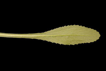 Max Chrysanthemum (Leucanthemum maximum). Basal Leaf Closeup