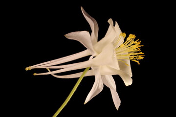 Blue Columbine (Aquilegia coerulea). Flower Closeup