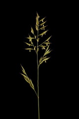 Blue Fescue (Festuca glauca). Inflorescence Closeup