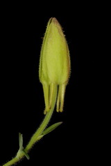 Blue Columbine (Aquilegia coerulea). Floral Bud Closeup