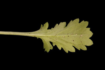 Ox-Eye Daisy (Leucanthemum vulgare). Basal Leaf Closeup