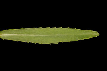 Max Chrysanthemum (Leucanthemum maximum). Cauline Leaf Closeup
