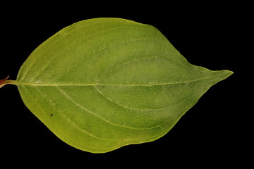 Cornelian Cherry (Cornus mas). Leaf Closeup