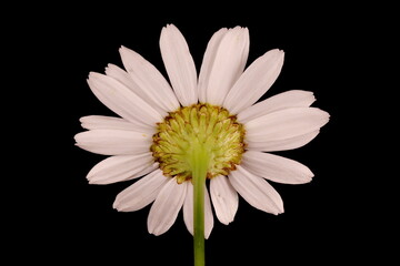 Scentless Mayweed (Tripleurospermum inodorum). Flowering Capitulum Closeup