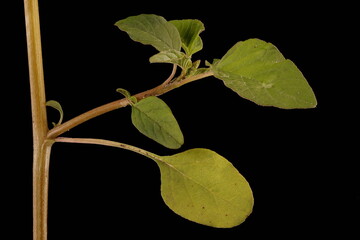 Green Amaranth (Amaranthus viridis). Leafy Stem Section Closeup