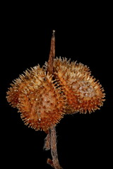 Hound's-Tongue (Cynoglossum officinale). Mature Fruit Closeup