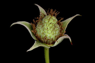 Raspberry (Rubus idaeus). Immature Fruit Closeup