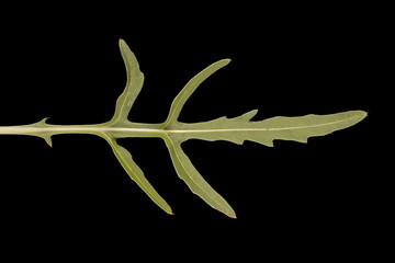 Perennial Wall-Rocket (Diplotaxis tenuifolia). Leaf Closeup