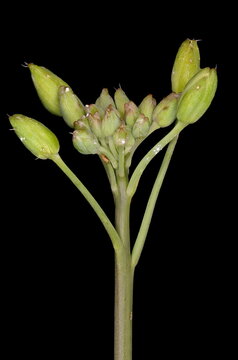 Perennial Wall-Rocket (Diplotaxis tenuifolia). Immature Inflorescence Closeup