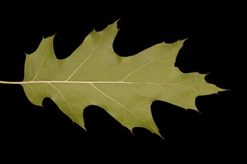 Northern Red Oak (Quercus rubra). Leaf Closeup