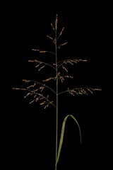 Switchgrass (Panicum virgatum). Inflorescence Closeup