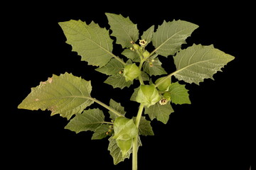 Husk Tomato (Physalis pubescens). Inflorescence Detail Closeup