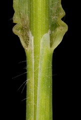 Broom Brome (Bromus scoparius). Culm and Leaf Sheath Closeup