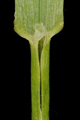 Broom Brome (Bromus scoparius). Ligule and Leaf Sheath Closeup