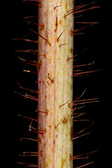 Raspberry (Rubus idaeus). Wintering Twig Detail Closeup