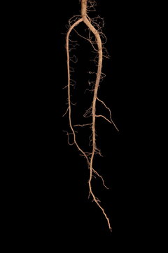 Green Amaranth (Amaranthus viridis). Root Closeup