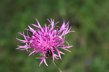 milk thistle flower (lat. Silybum marianum) in full bloom in the forest