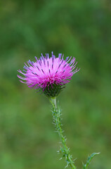 milk thistle flower (lat. Silybum marianum) in the forest on a blurred green background