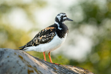 A ruddy turnstone perched on a rock