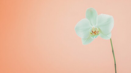 A lone pastel green orchid isolated against a soft peach background, close-up shot, Minimalist style