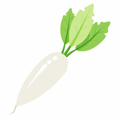 white long radish isolated white background