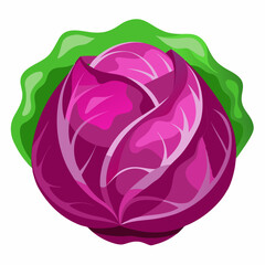 cabbage isolated on white background