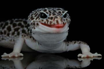 potrait close-up cute leopard gecko on black background, 20 December 2024 Indonesia
