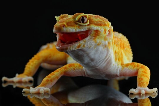 potrait close-up cute leopard gecko on black background, 20 December 2024 Indonesia