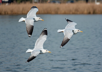 Three Black Legged Kittiwakes Flying Over Water