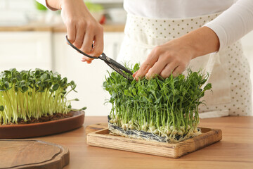 Woman cutting fresh  micro green sprouts at wooden table in kitchen