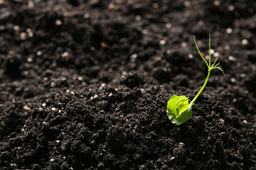 Small green seedling in black soil