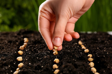 Woman planting chickpea seeds into soil outdoors, closeup