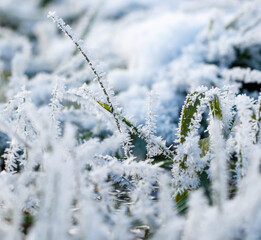 A field of grass covered in frost