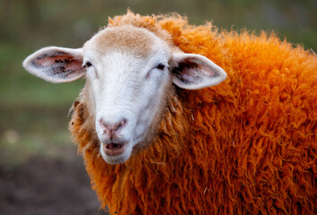 A sheep with a white face and orange wool