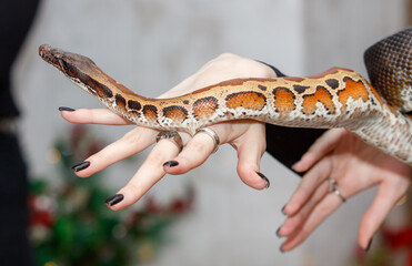 A woman is holding a snake in her hand