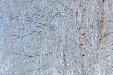 A tree covered in snow with a blue sky in the background